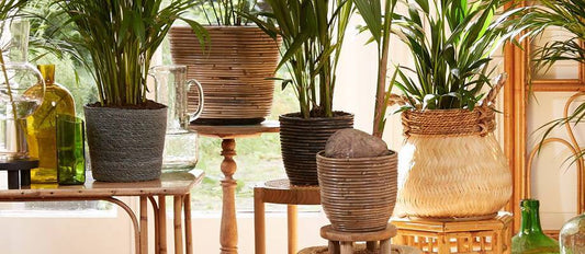 Botanical trend: Plants in baskets