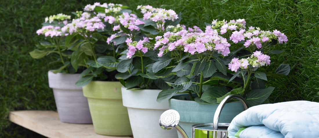 The latest trend for indoors and outdoors: pastel-coloured plants