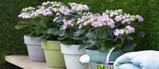 The latest trend for indoors and outdoors: pastel-coloured plants
