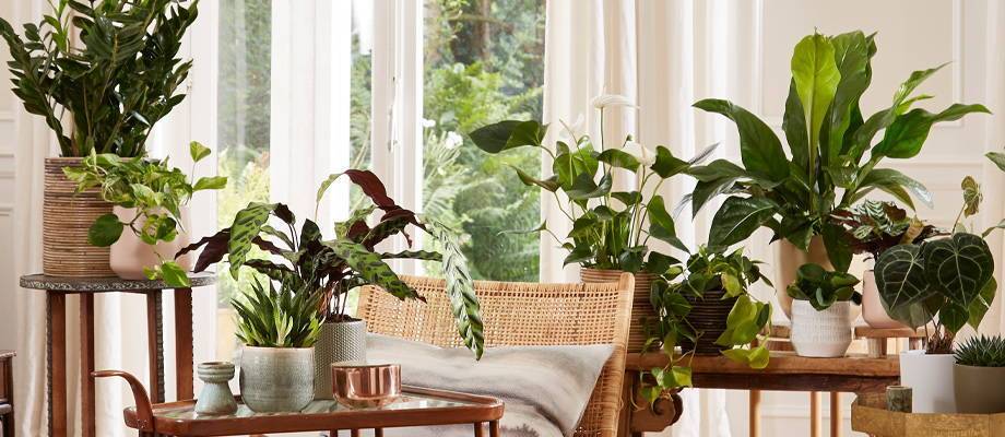 Which indoor plants fits your interior?