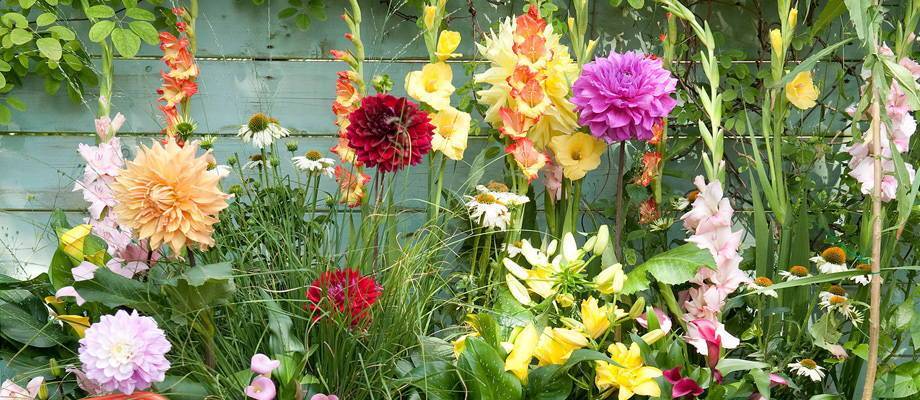 High quality flower bulbs: what to look out for