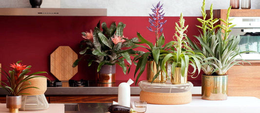 Brighten up your work space or home office with these tropical indoor plants
