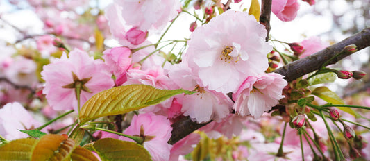 Pruning the Japanese flowering cherry tree (Prunus)