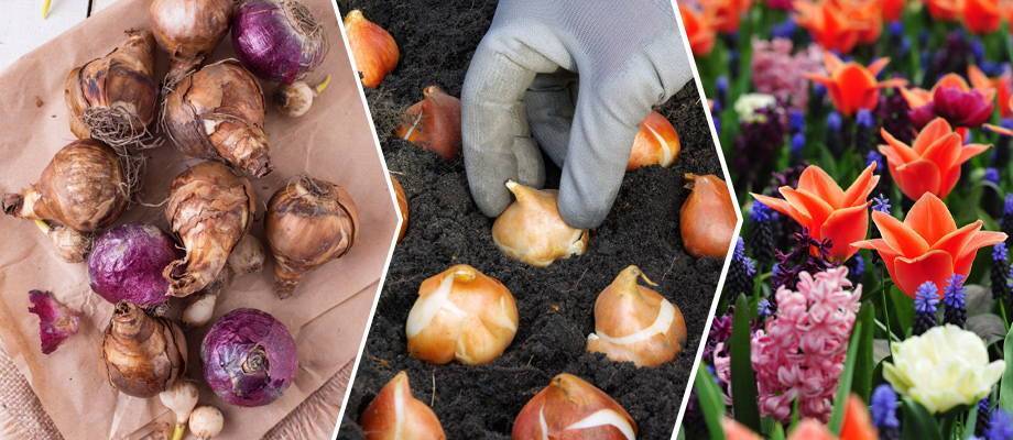 How to plant flower bulbs?