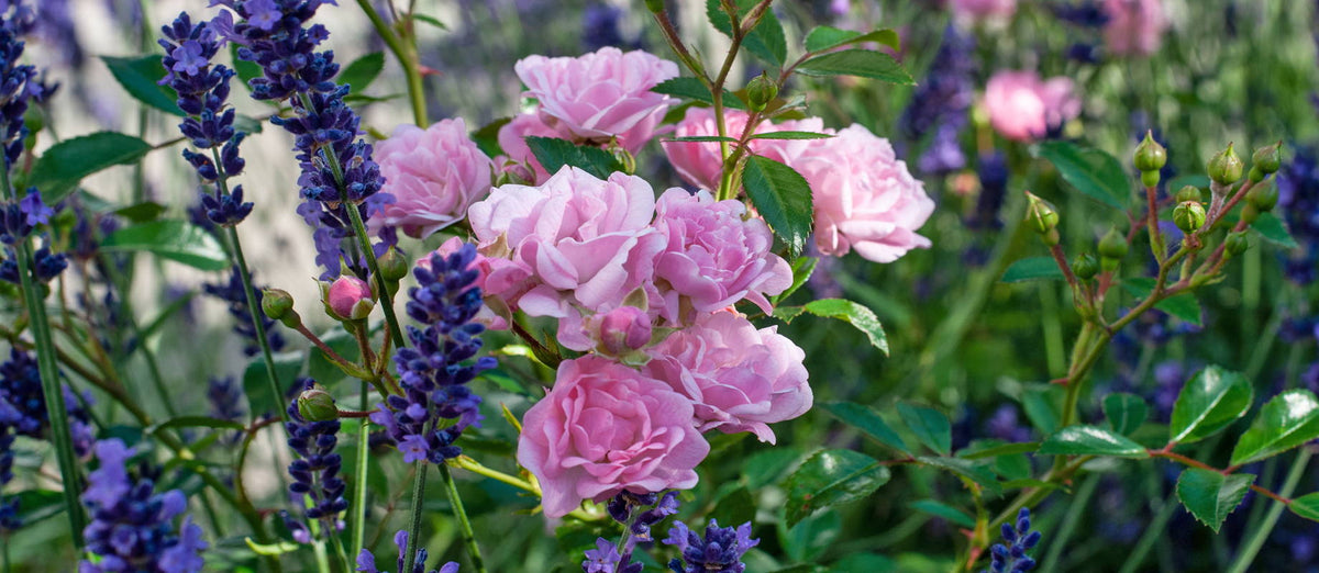Protecting roses organically