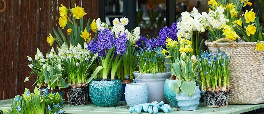 Potted flower bulbs