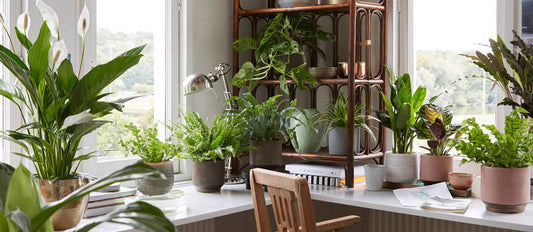 The benefits of air-purifying plants