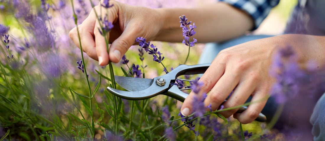 Pruning the lavender