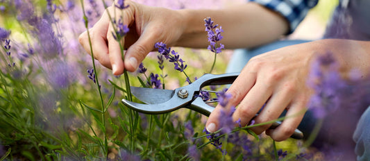 Pruning the lavender