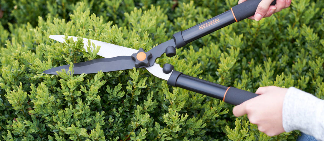 Pruning the Box (Buxus Sempervirens)