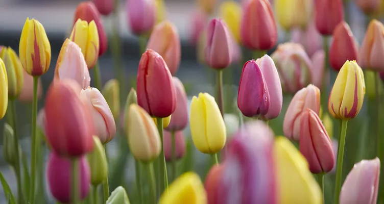 Everything you need to know about tulips