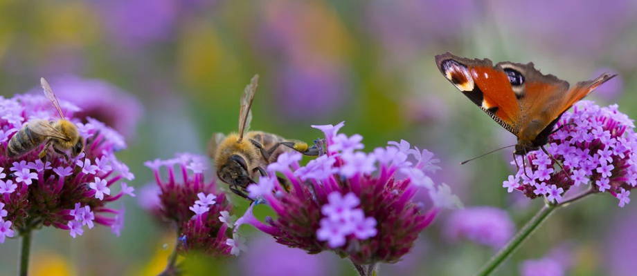 Butterflies and bees