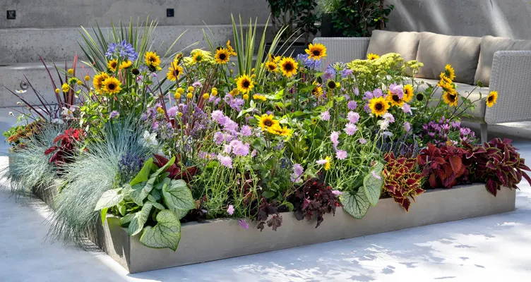 Border collections: An instant, colourful garden
