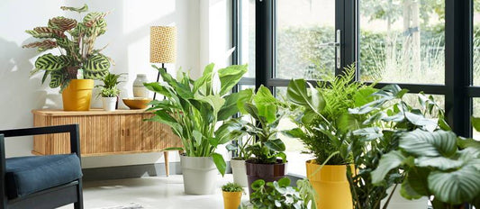 Top 10 air-purifying plants