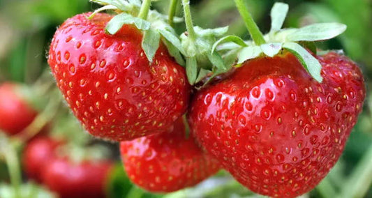How to grow strawberries ?