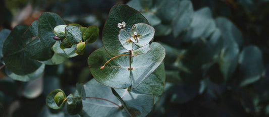 Eucalyptus: the multifunctional plant and miracle cure
