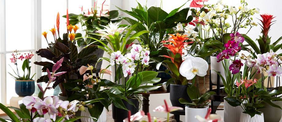 Flowering indoor plants : show-stopping element in your interior