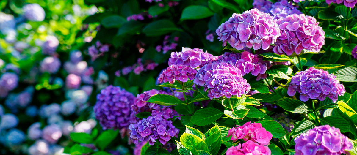 Pruning the Common Hydrangea