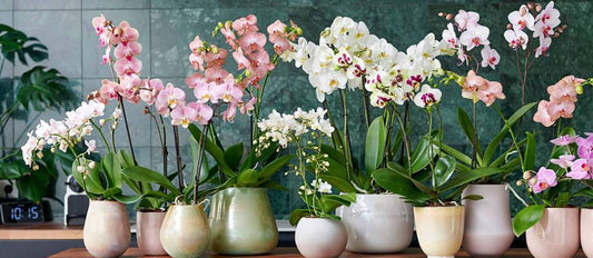 Orchids: Colourful beauty for your living room