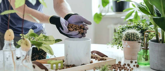 The best way to look after your indoor plants