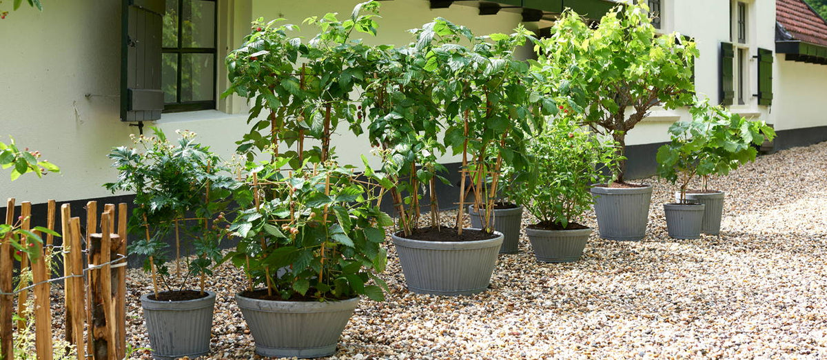 Top 10 fruit trees