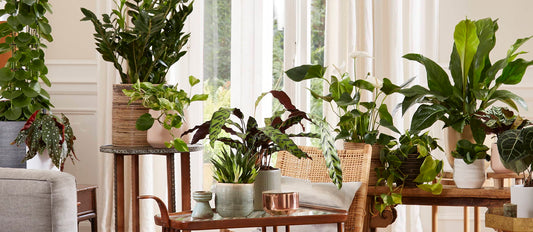 Want to get creative with your interior design? Don't forget these eight indoor plant trends