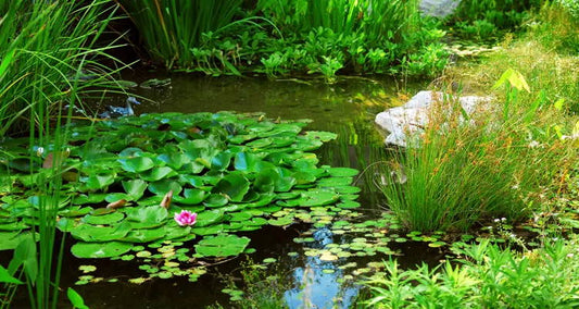 How do you keep the water in your pond clear and healthy?