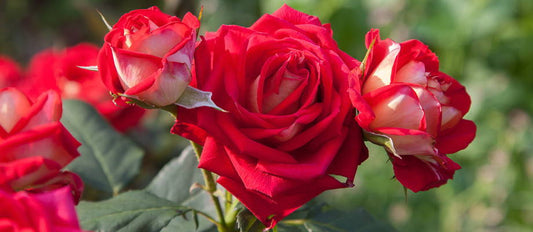 Planting roses: How and when?