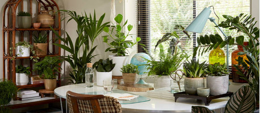 A touch of green in every room