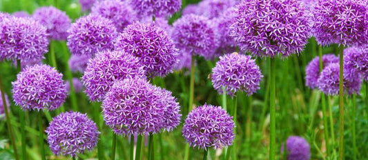 Allium: The perfect flower bulb for spring and summer