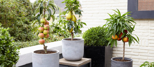 Fruits to grow on your terrace or balcony