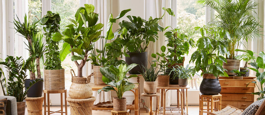 The green interior trends for 2020/2021
