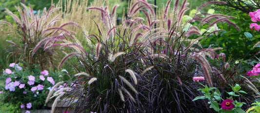 Ornamental grasses set the tone of your garden