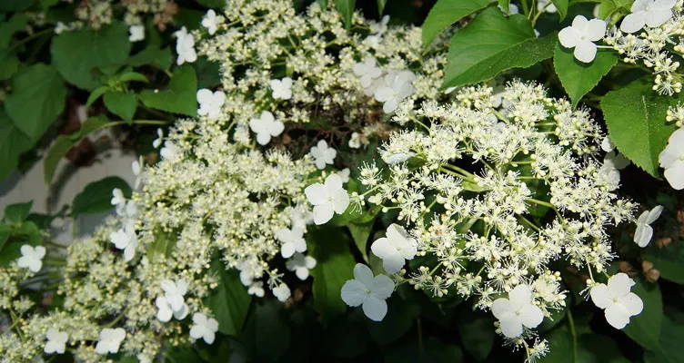 Pruning climbing hydrangea