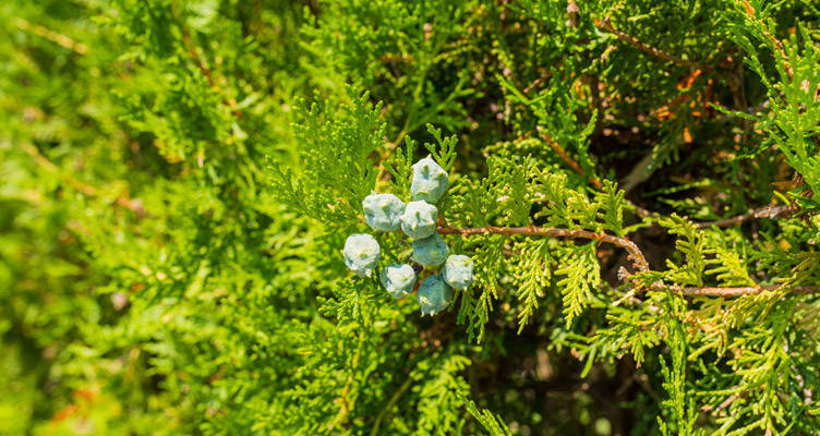 Pruning  the Lawson's Cypress (Chamaecyparis Lawsoniana)