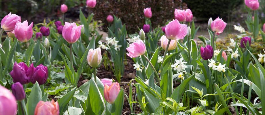 Tips & tricks for planting flower bulbs