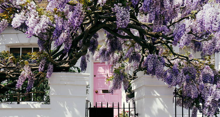 Enjoy a  waterfall of flowers with the Wisteria