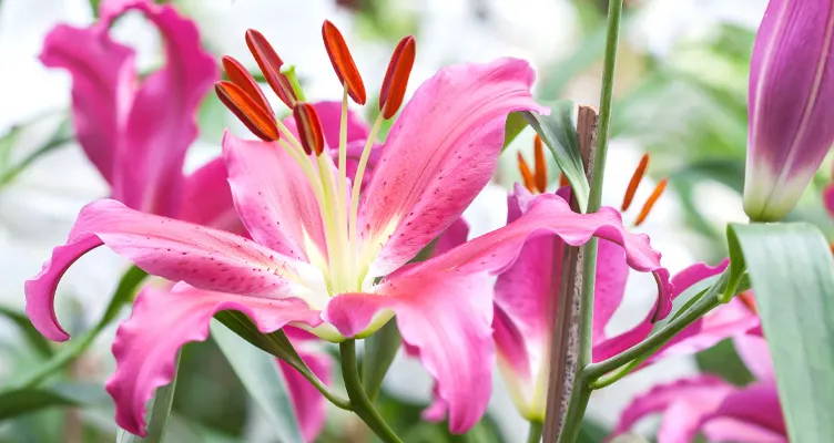 Planting lilies