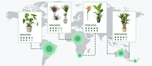 A trip around the world in plant form