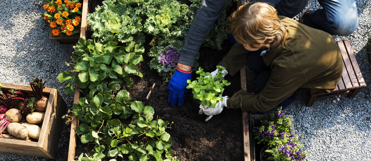 The fundamentals for your first vegetable garden