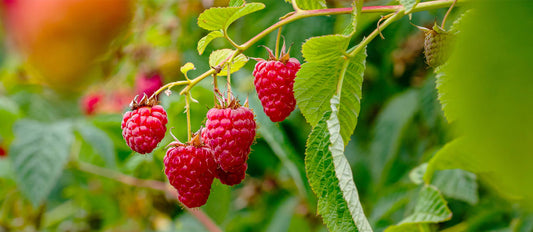 Growing and enjoying raspberries from your own garden