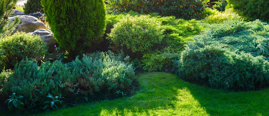 The green foundation for your garden