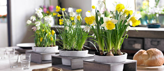 Everything there is to know about indoor flower bulbs.