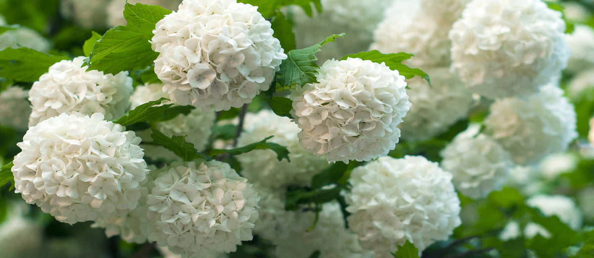Pruning the snowball (Viburnum)