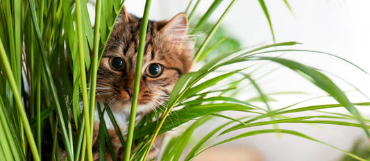 Top 10 pet-friendly house plants