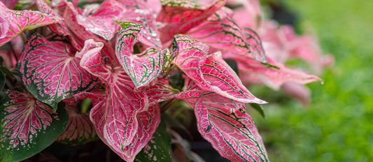 Everything you need to know about the Caladium