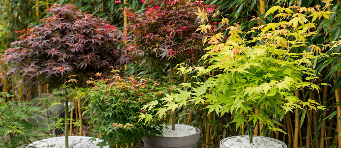 How and when to prune the Japanese maple?