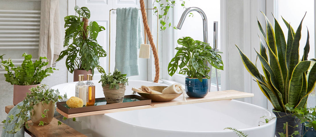 These five plants are perfect for your bathroom