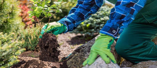 Transplanting your garden plants