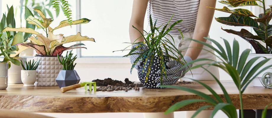 Looking after your indoor plants during the winter months